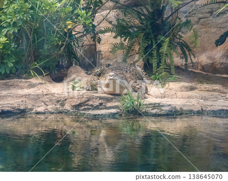 The view of large aquarium tank with crocodile, Saltwater crocodile, Estuarine Crocodile. Animal concept. The view of large aquarium tank with crocodile, Saltwater crocodile, Estuarine Crocodile. Animal concept. 138645070
