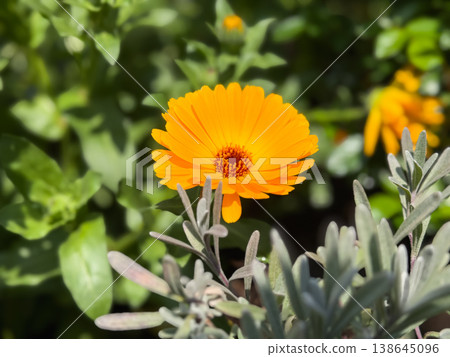 春天的黃色花朵。花壇裡的盆栽萬壽菊。 138645096