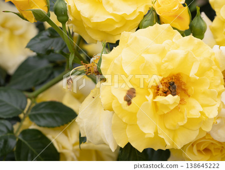 A natural scene of bees gathering on a yellow rose. A natural scene of bees gathering on a yellow rose. 138645222
