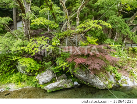 The contrast between the fresh green leaves and the autumn foliage along the clear stream. The contrast between the fresh green leaves and the autumn foliage along the clear stream. 138645225
