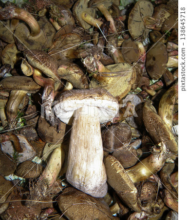 White edible mushroom. Harvest of Fresh Wild Mushrooms Porcini and Xerocomellus. Forest Boletus Edulis Background 138645718