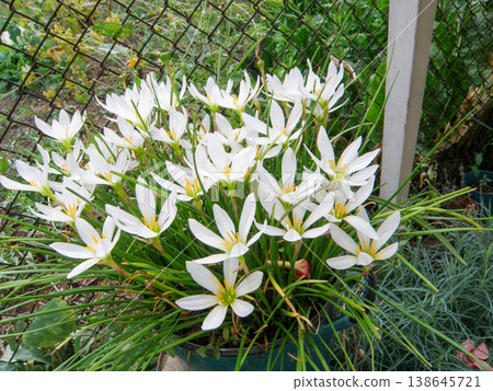 White Rain Lily Zephyranthes Candida Flowers in Garden. Beautiful Blooming petal bud bush White Rain Lily Zephyranthes Candida Flowers in Garden. Beautiful Blooming petal bud bush 138645721