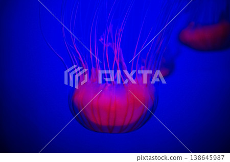 The jellyfish in motion in color. Close-up of the jellyfish. Jellyfish in the water. Animal concept. 138645987