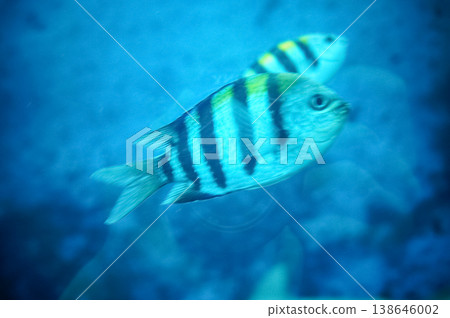 Close-up of Indo-Pacific sergeant swimming in the water. Marine Life. Fish, animal concept. Close-up of Indo-Pacific sergeant swimming in the water. Marine Life. Fish, animal concept. 138646002
