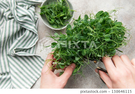 Hands harvesting fresh green pea microgreens with scissors Hands harvesting fresh green pea microgreens with scissors 138646115