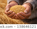 Closeup of both hands carrying harvested rice grains with a natural farm background and documentary feel. 138646121