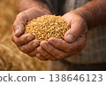 Cupped hands cradling harvested rice grains in a close agricultural composition emphasizing texture and abundance. 138646123