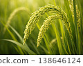 Close-up photograph of fresh green rice panicles bending gently among lush leaves in a vibrant paddy setting.Close-up photograph of fresh green rice panicles bending gently among lush leaves in a 138646124