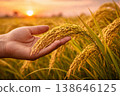 Human hand gently touching mature rice stalks in a glowing field with soft sunset tones behind. 138646125