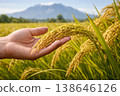 Open hand supporting ripe rice panicles in a sunlit field with distant mountain scenery and natural depth. 138646126