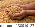 Pair of hands holding cleaned rice grains over a bed of scattered harvest kernels in soft light. 138646127