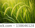 Detailed green rice heads hanging heavily among long leaves in a fresh and thriving paddy environment. 138646128