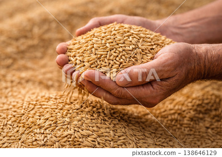 Hands carefully presenting a heap of rice grains against an earthy harvest backdrop with warm natural tones. Hands carefully presenting a heap of rice grains against an earthy harvest backdrop with warm natural tones. 138646129