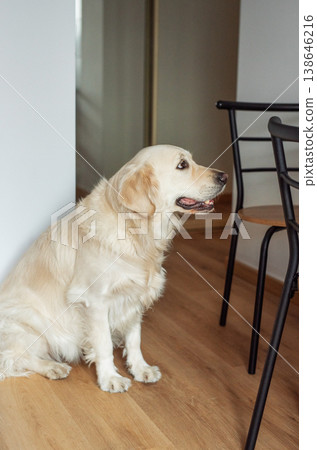 Golden retriever dog sitting indoors on a wooden floor Golden retriever dog sitting indoors on a wooden floor 138646216