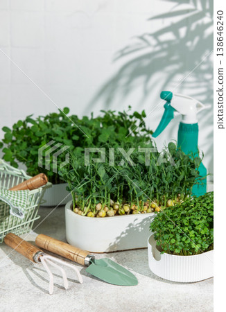 Growing fresh microgreens and seedlings for healthy eating Growing fresh microgreens and seedlings for healthy eating 138646240