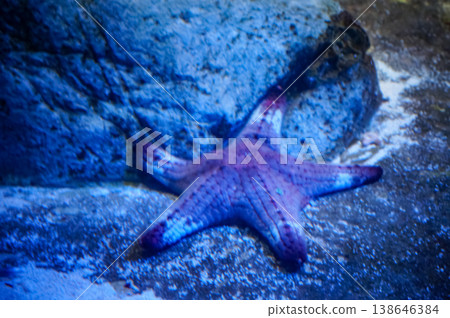 Close-up of the starfish in the aquarium tank. Marine Life. Animal concept. 138646384