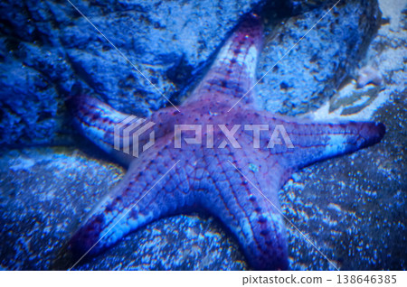Close-up of the starfish in the aquarium tank. Marine Life. Animal concept. 138646385