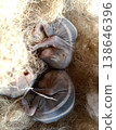 Baby squirrel new born animal Baby squirrel new born animal 138646396