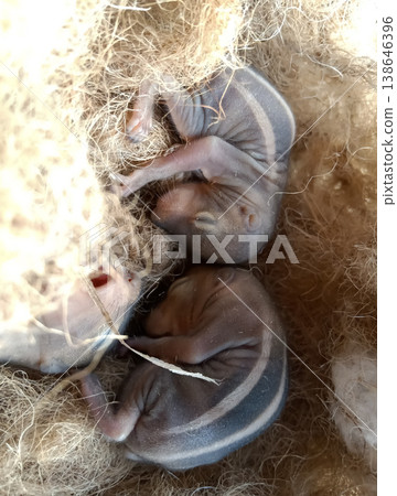 Baby squirrel new born animal Baby squirrel new born animal 138646396