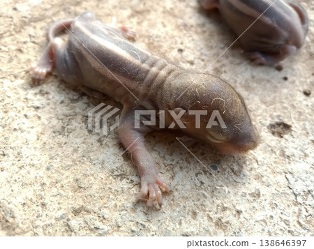 Baby squirrel new born animal  138646397