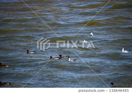 The view of gulls with the sea. Wild animals with nature scene. Wild gull with water in sunny day. The view of gulls with the sea. Wild animals with nature scene. Wild gull with water in sunny day. 138646485