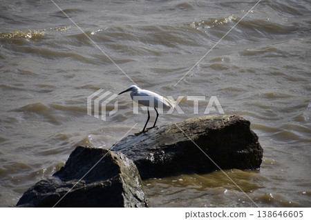 Close-up of egret, white birds, standing on the rock in the coastline. Birdwatching. Wild animal with nature scene. Close-up of egret, white birds, standing on the rock in the coastline. Birdwatching. Wild animal with nature scene. 138646605