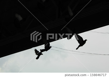 Pigeon flying to the sky in silhouette. Birdwatching. Wild bird, animal concept. Pigeon flying to the sky in silhouette. Birdwatching. Wild bird, animal concept. 138646717