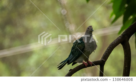 A green imperial pigeon on the tree branch, and the pigeon is tilting the head to the side. Bird Watching. Wild animal concept. A green imperial pigeon on the tree branch, and the pigeon is tilting the head to the side. Bird Watching. Wild animal concept. 138646808