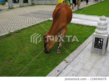 Close-up of a wild cow in the public park. Wild animal concept. Close-up of a wild cow in the public park. Wild animal concept. 138646878