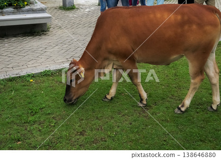 Close-up of a wild cow in the public park. Wild animal concept. Close-up of a wild cow in the public park. Wild animal concept. 138646880