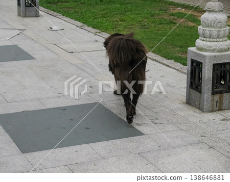 Close-up of a wild cow in the public park. Wild animal concept. Close-up of a wild cow in the public park. Wild animal concept. 138646881