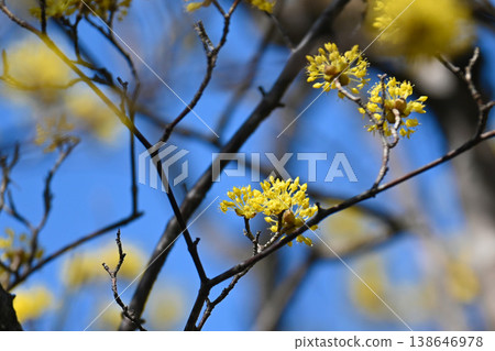 山茱萸(Cornus officinalis)的花朵預示著春天的到來。 山茱萸(Cornus officinalis)的花朵預示著春天的到來。 138646978