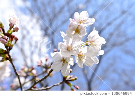 春天來了。 春天來了。 138646994