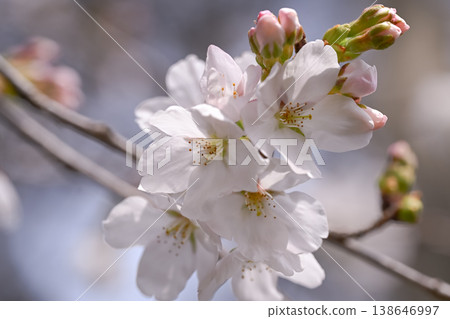 Spring has come Spring has come 138646997