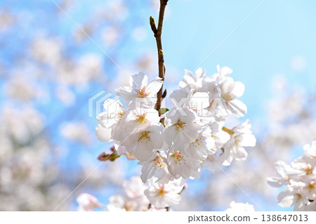 春天來了。 春天來了。 138647013