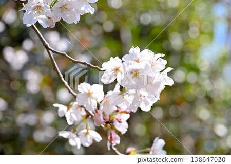 Spring has come Spring has come 138647020
