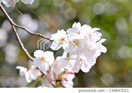 Spring has come Spring has come 138647021