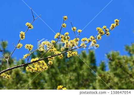 Cornelian cherry blossoms signal the arrival of spring. Cornelian cherry blossoms signal the arrival of spring. 138647054