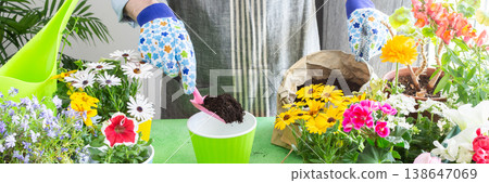 Spring terrace or balcony decorated with blooming flowers, Osteospermum being planted in pots by a man, framed by green foliage, highlighting hobby gardening and spring freshness, banner Spring terrace or balcony decorated with blooming flowers, Osteospermum being planted in pots by a man, framed by green foliage, highlighting hobby gardening and spring freshness, banner 138647069