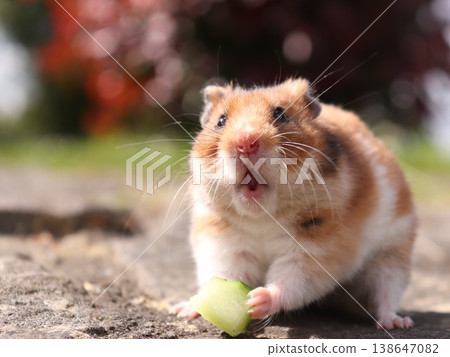 A hamster making a happy face A hamster making a happy face 138647082