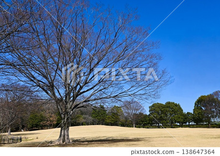 A beautiful park square under a blue sky and a large tree A beautiful park square under a blue sky and a large tree 138647364