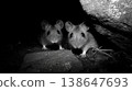 A small brown rat is peeking out from a hole in a rock. The rat is looking up at the camera with its eyes wide open 138647693