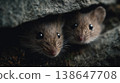 A small brown rat is peeking out from a hole in a rock. The rat is looking up at the camera with its eyes wide open 138647708