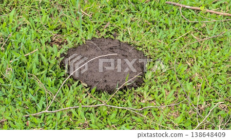close up of a large pile of fresh wet flat cow dung on green pasture grass with copy space close up of a large pile of fresh wet flat cow dung on green pasture grass with copy space 138648409