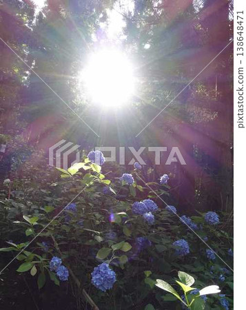 Hydrangeas in full bloom, Ideshio Monjudo, Yamagata City Hydrangeas in full bloom, Ideshio Monjudo, Yamagata City 138648471