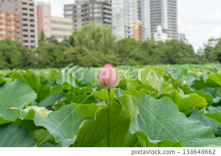 蓮花和芽 蓮花和芽 138648662