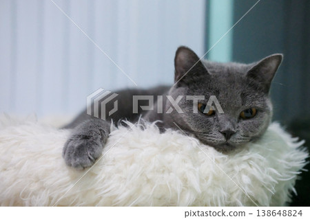 9 months old British Blue, British Shorthair cat lying on the cat bed cushion, looking into the camera 138648824