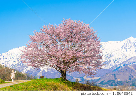 Spring in Hakuba - Nodaira's single cherry tree Spring in Hakuba - Nodaira's single cherry tree 138648841