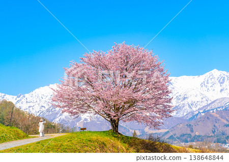 Spring in Hakuba - Nodaira's single cherry tree 138648844