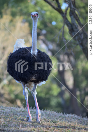 鴕鳥脖子長腿也長。 鴕鳥脖子長腿也長。 138648906
